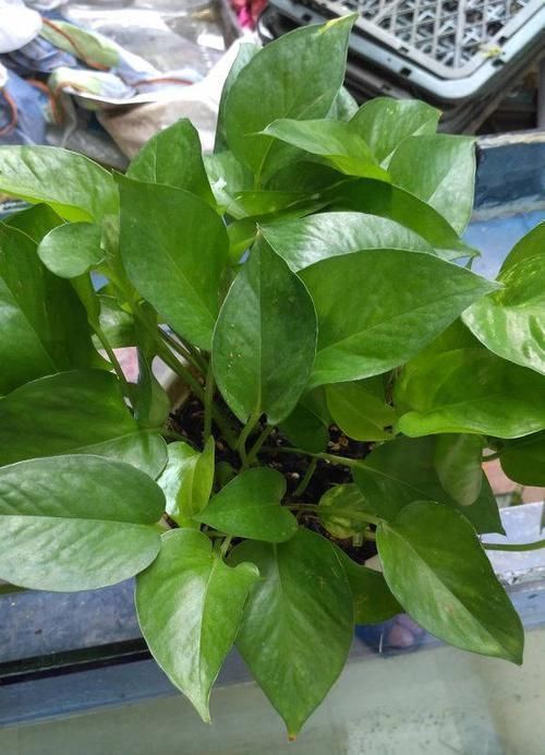 药片|2种小药片,丢进水里用来浇花,土壤两年不板结,开花多长的旺