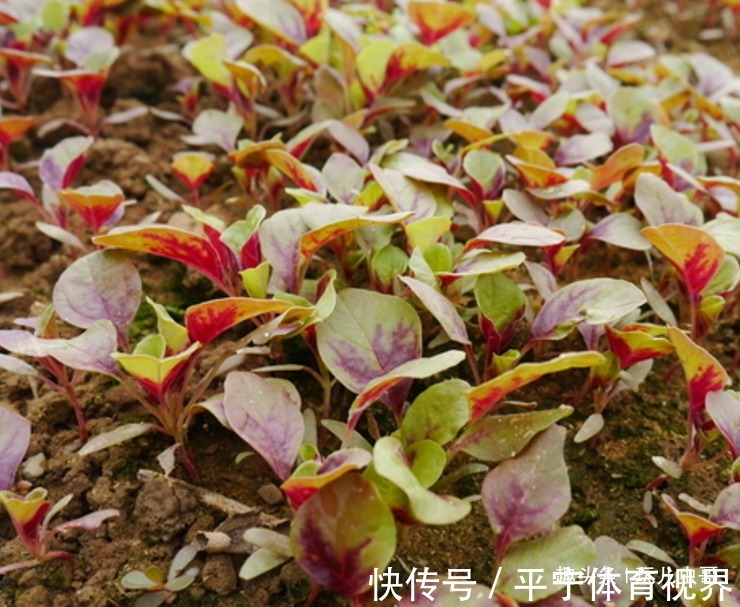 虫哥|苋菜清热排毒,减肥清身,掌握三个品种属性,种出绿色健康的苋菜