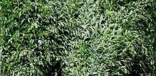 艾草|家中有艾叶,郎中不用来使用艾叶时,请记住6个字,效果会更好