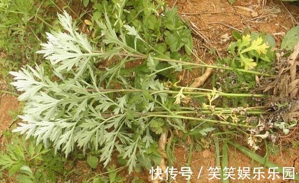 老人|老人说能治百病,常泡茶喝常年不生病