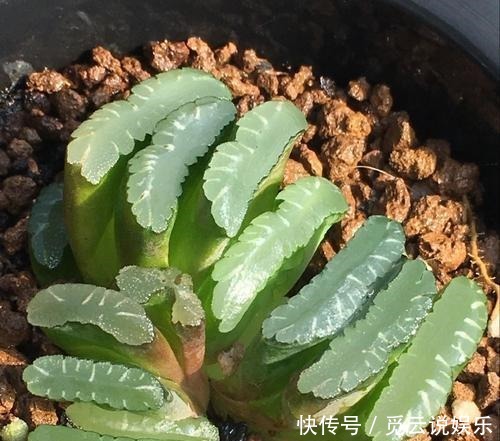 玉扇叶片|多肉玉扇经常喷水,是好还是坏来看看这三点就知道