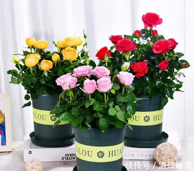 5种“吉利花”,冬天是“难关”,再漂亮也别买,买了也是浪费钱!