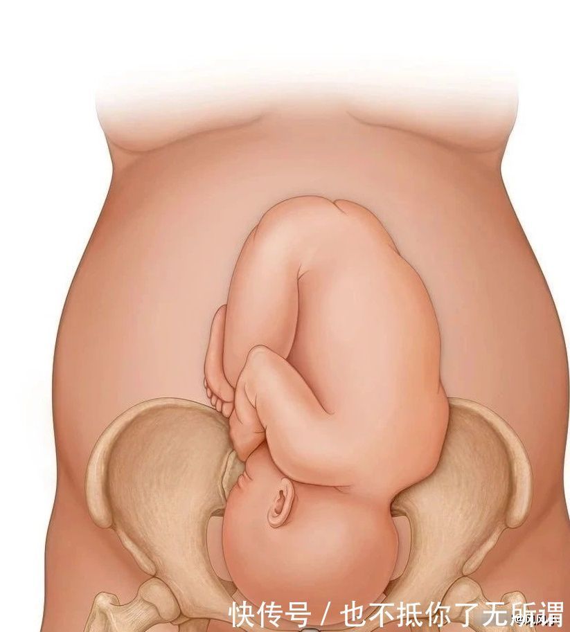 入盆|临产前胎宝宝为什么会自己头朝下入盆?这是宝宝心疼妈妈的表现