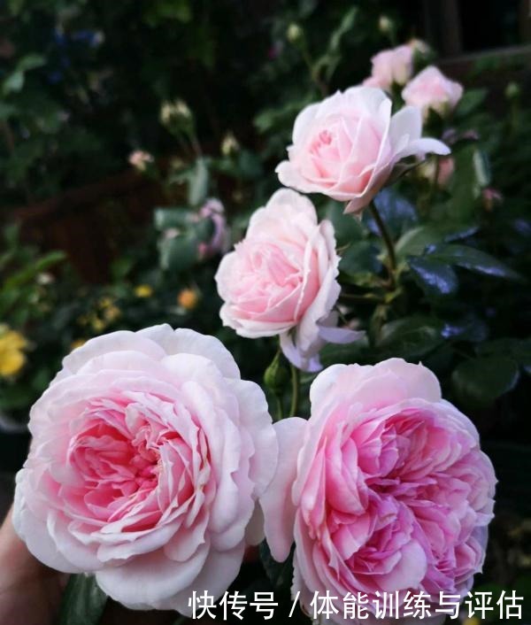 他痴迷养花,露台养了100多盆花,盆盆美爆,惊艳全小区!