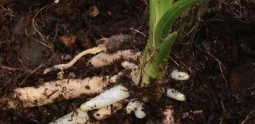 判断花土是酸性还是碱性,知道这四个细节,尤其第一点养花太好用