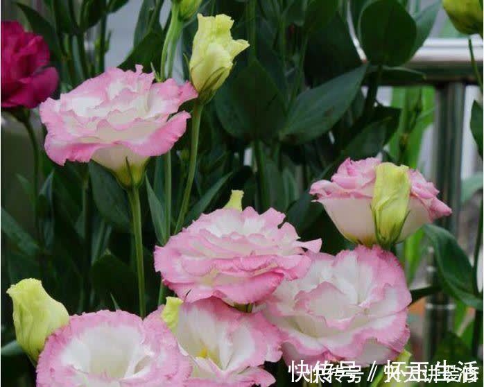 养花就养盆颜值高的花卉，花香四溢，花朵烂漫迷人，开花一簇簇！