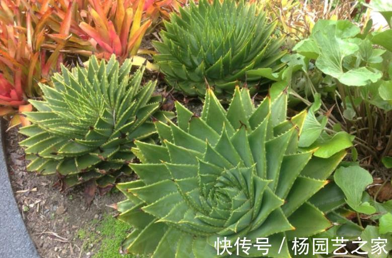 逆袭|螺旋芦荟的逆袭:幼苗人人买得起,养5年身价抵白领半年工资