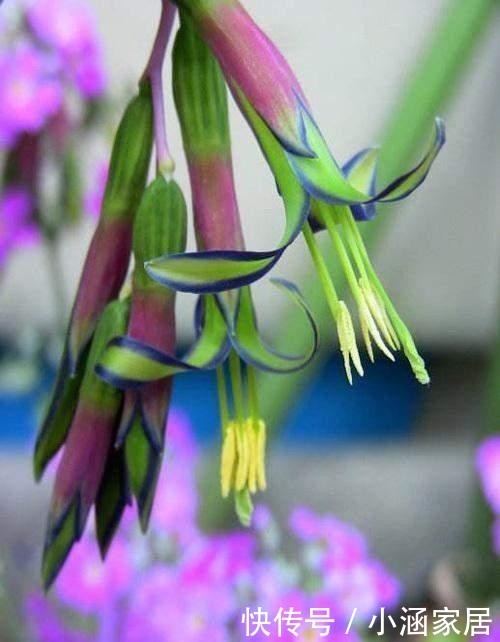颜值|它是凤梨科中最好看的花,颜值高花量丰富,名叫垂花水塔花