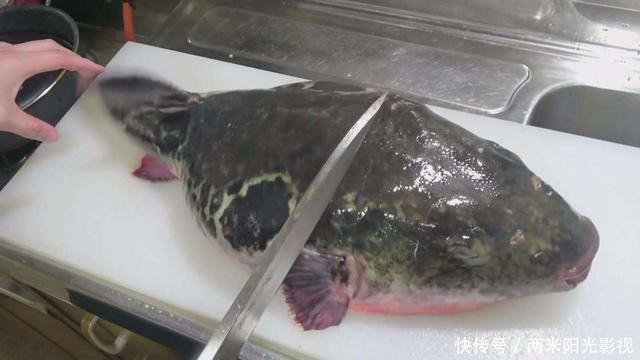 日本大厨处理河豚,魔鬼刀工不见一滴血,扒开外皮就是顶级刺身