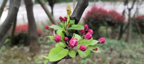 春季科学借势给孩子长个子加油