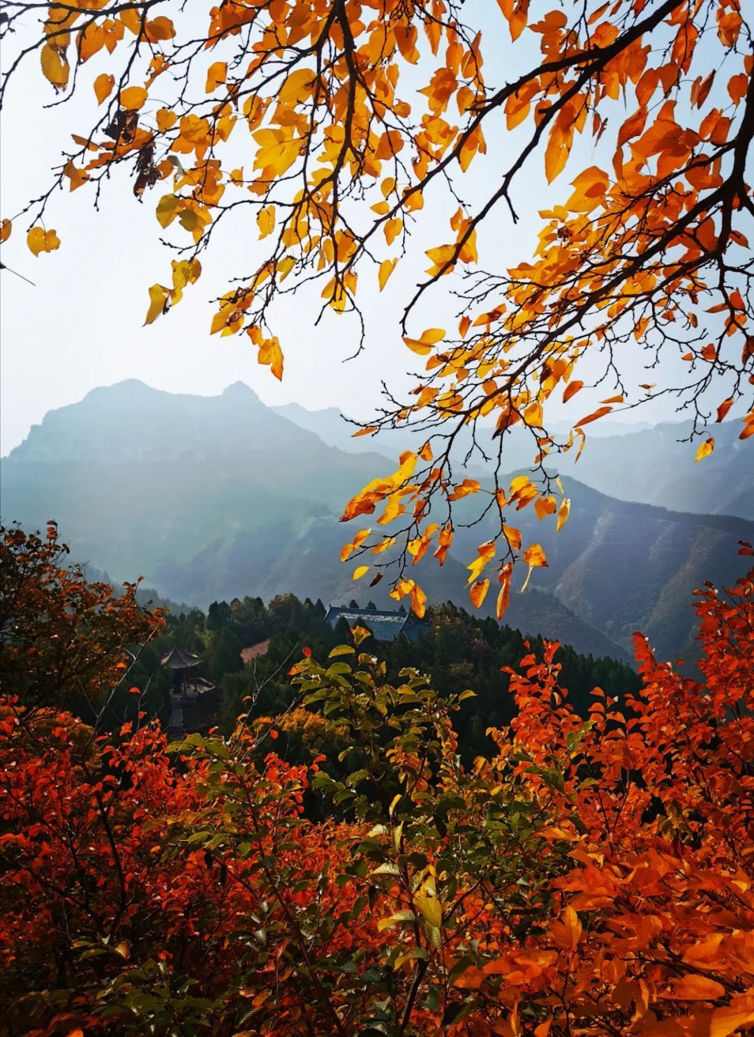 红叶|浓缩了秋日精华，独属于淄博的绚丽如画的山景！看一眼，惊艳一年