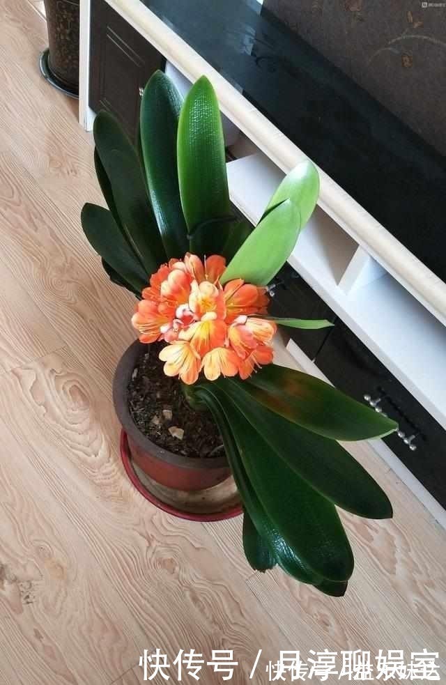 全年|养护君子兰有小技巧,您得给它照一照,全年可开花,不踩雷