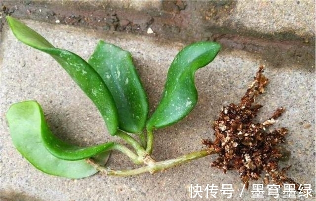 鸳鸯茉莉|9种花不用花钱买，掐根枝条插土里，2周即可生根，好养易成活