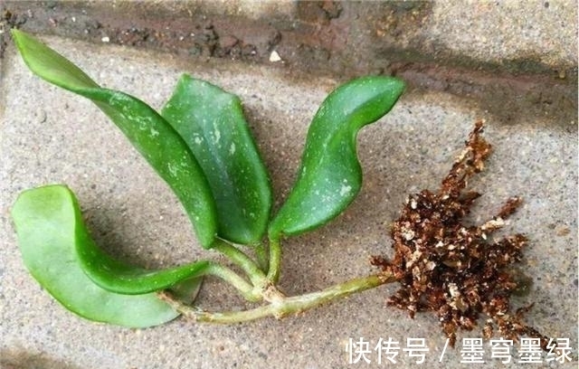 9种花不用花钱买,掐根枝条插土里,2周即可生根,好养易成活