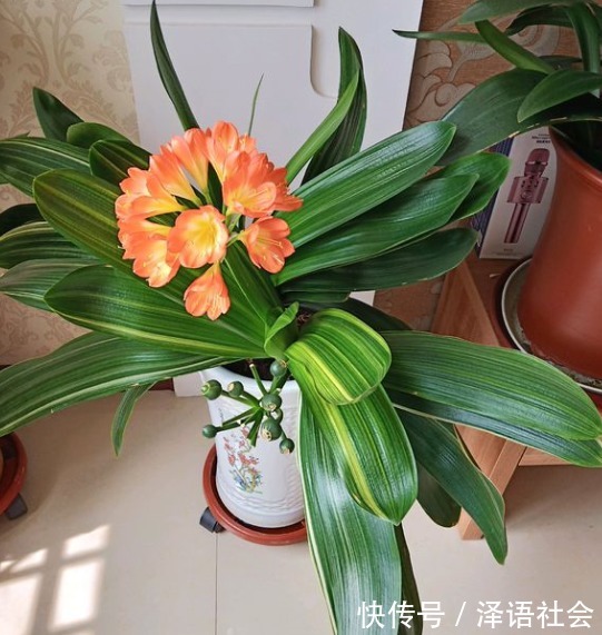 家中养君子兰,学会4个“方法”,叶片整齐油亮,棵棵开花大又艳