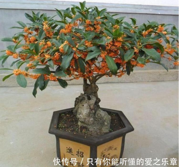 4种花，是懒人首选，花期长易爆盆，好养还能开出漂亮花