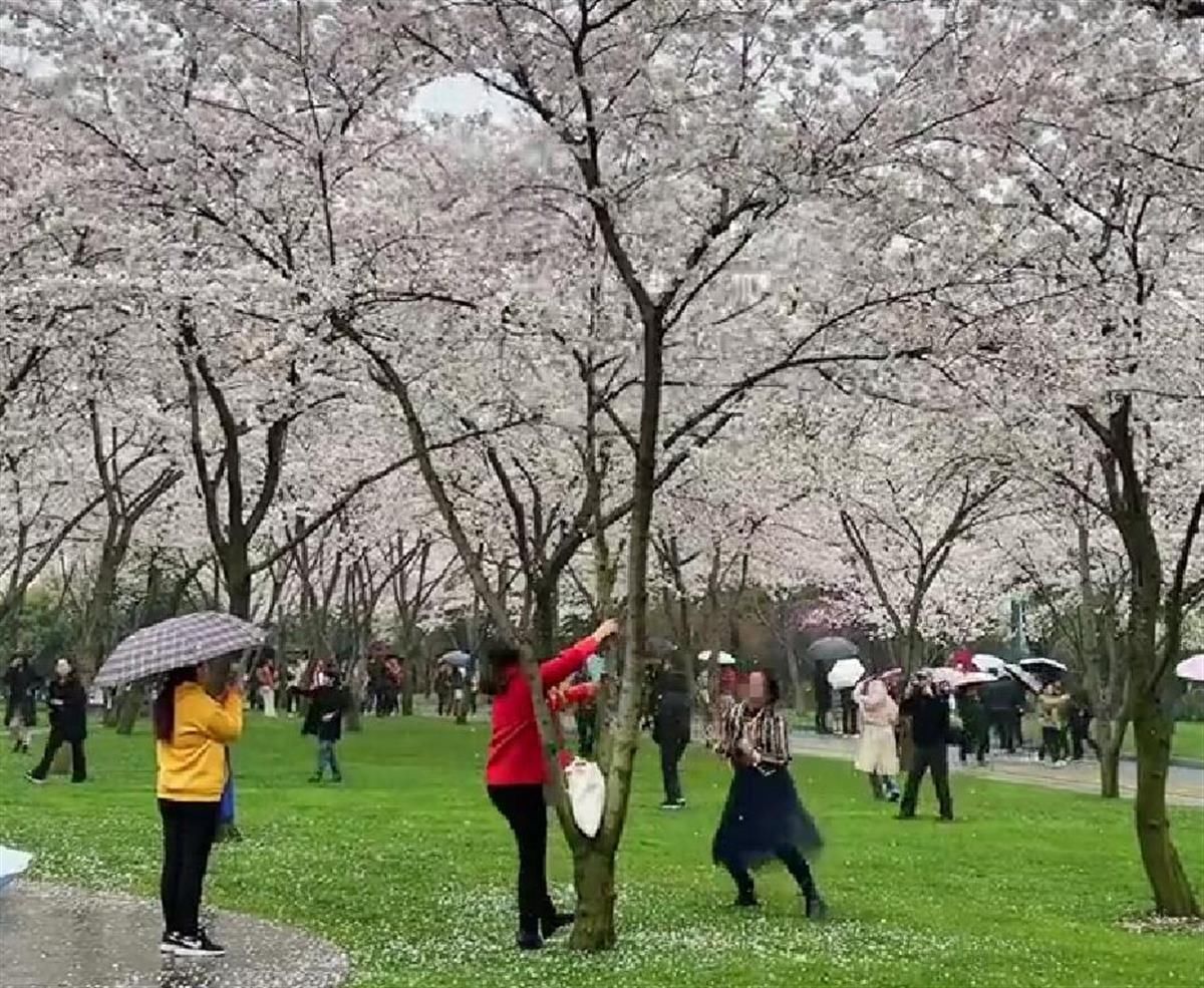 女子公园摇树制造“樱花雨”拍照，网友怒怼：感觉自己很美？