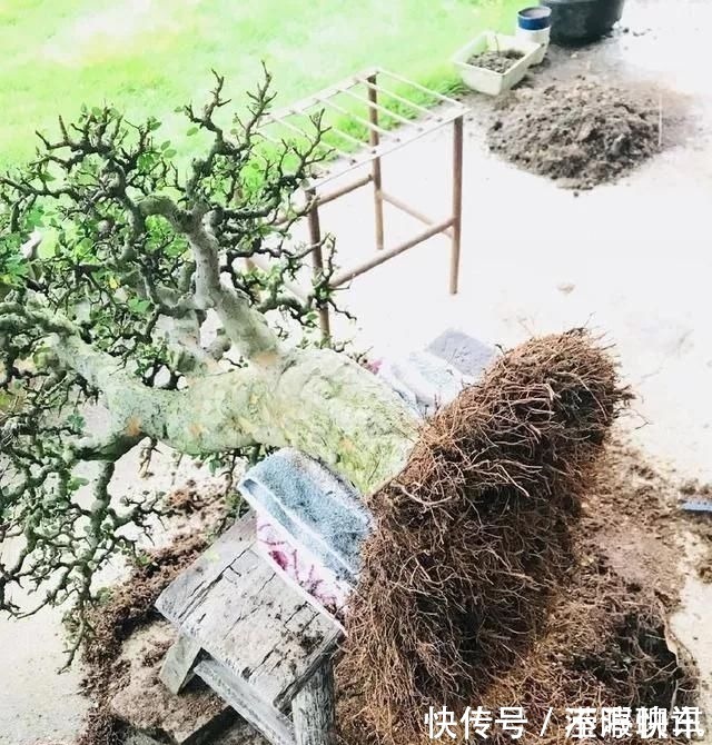 盆景|养盆景不能急于求成，遵循循序渐进的过程，这6点切忌不要触碰