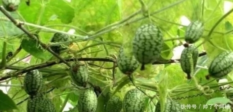 它被农民当野草拔,可它的“远房亲戚”一斤居然卖到50多!