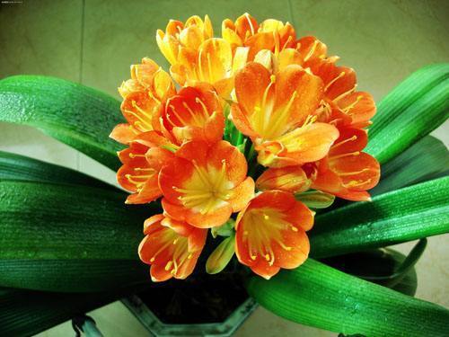 君子兰不开花大爷有“妙招”,花朵蹭蹭冒,叶片绿油像打蜡一样