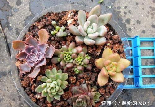 遇见|冬天垃圾堆旁这东西,遇见带回家,掺在花盆里,啥花都喜欢!