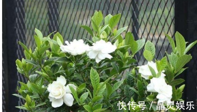 阿司匹林|什么黄豆水、淘米水都不如“它”,10天浇一次,叶绿、花旺