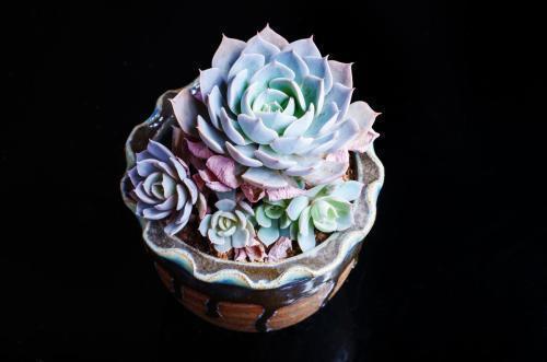 要注意多肉的6个求救信号, 看到了要行动 ,要不凉凉