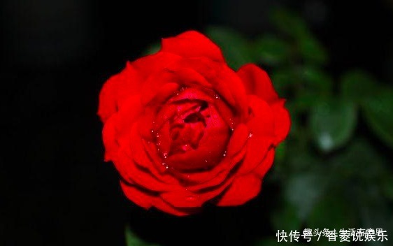 花花草草|高手养花共有的“3个习惯”,养啥花都能枝粗叶绿,知道的人不多