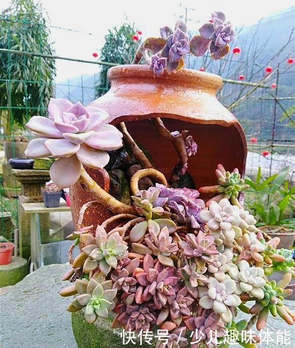他养多肉,花盆“砸”破才种,长出来的多肉比老桩美,太有创意!