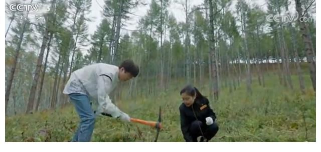 毛不易|毛不易：田间地头送欢笑，国庆节赴塞罕坝开演唱会慰问一线劳动者