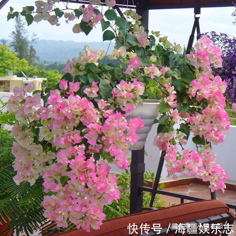 盆栽|养的三角梅,到8月还不开花原因有2个,给点肥晒一晒,猛开花