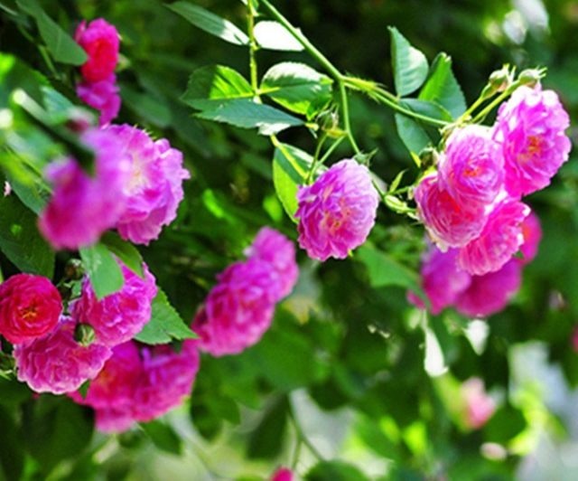 养花20年花卉重来不长虫子！竟然是用了这种办法！花卉疯长！