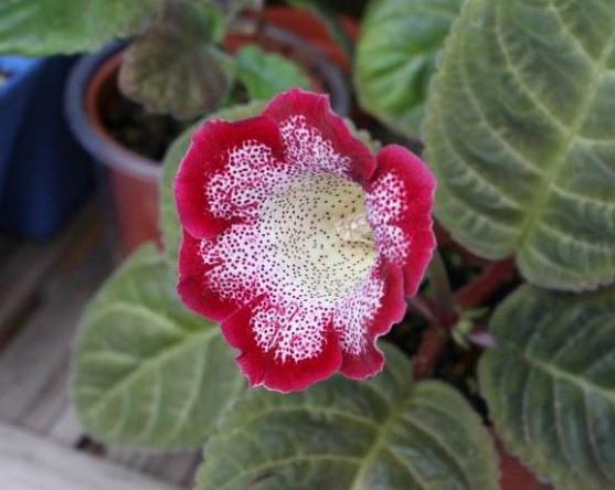 春养“一种”大岩桐,美过“牡丹”,给水就呼呼长,没光也开花