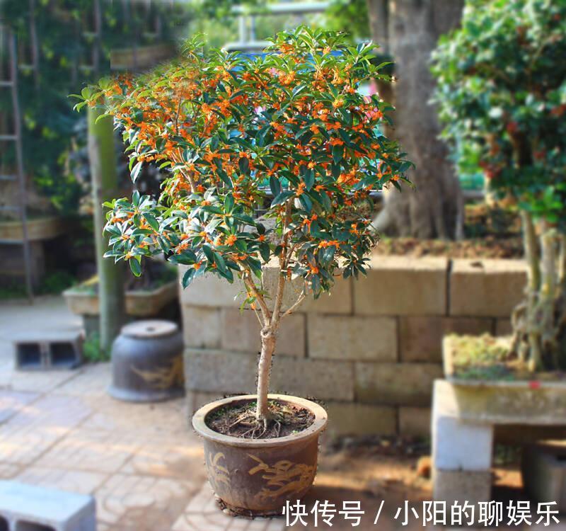 “寿命长”的11种花,好养寓意好,越养越值钱