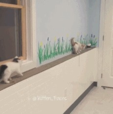 |搞笑GIF:跳舞的美女一般都这么有气质,在说什么我听不到