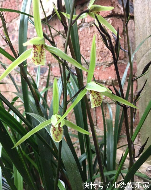 发芽|养兰花的“捷径”,最好别用,伤芽伤根,不出半年就枯萎