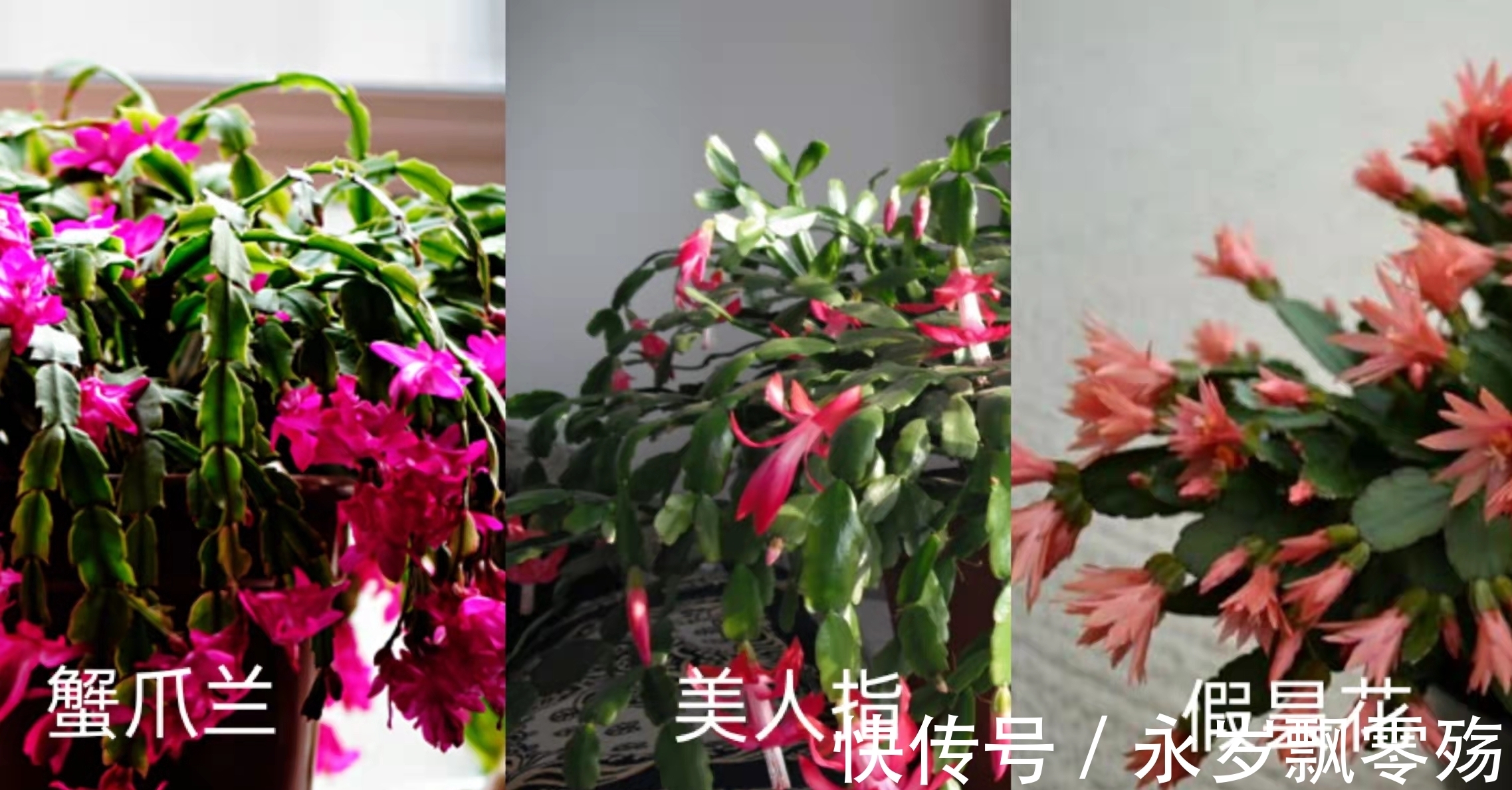 叶片|它虽然不是蟹爪兰,但是一样好养、开花很耐看