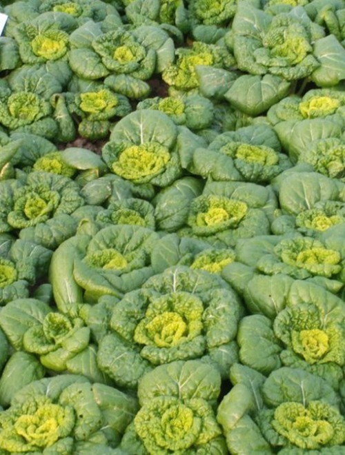 钙质|常给孩子吃此物,再贵也别省,补充钙质,长高个,肌肤更细滑水嫩