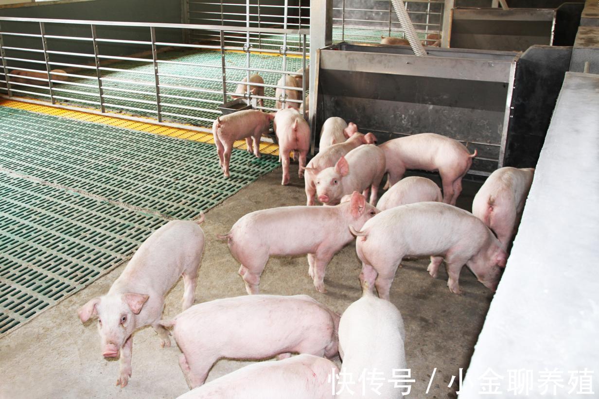 毒素|猪出现呕吐和腹泻怎么办？猪腹泻呕吐是怎么回事？原因有这三种