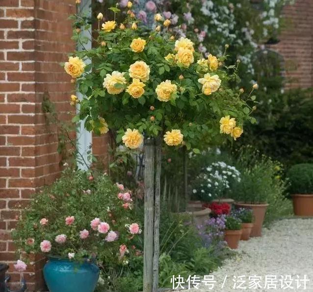 养月季，学会这个小动作，月季轻松长成树，花开满枝