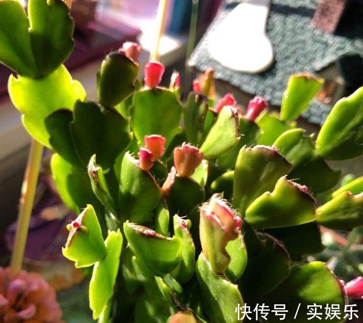 花苞|蟹爪兰长出这种叶子,立马掰掉它,嗖嗖冒花苞!