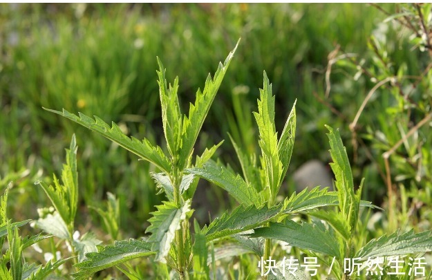 鱼腥草|66种野菜大图片，带你见识不同的野菜和吃法，你想要的野菜这里有