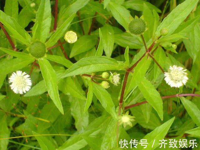 肝功能|3斤黄芪不如1两它,每天坚持泡水喝,肝脏“锦上添花”