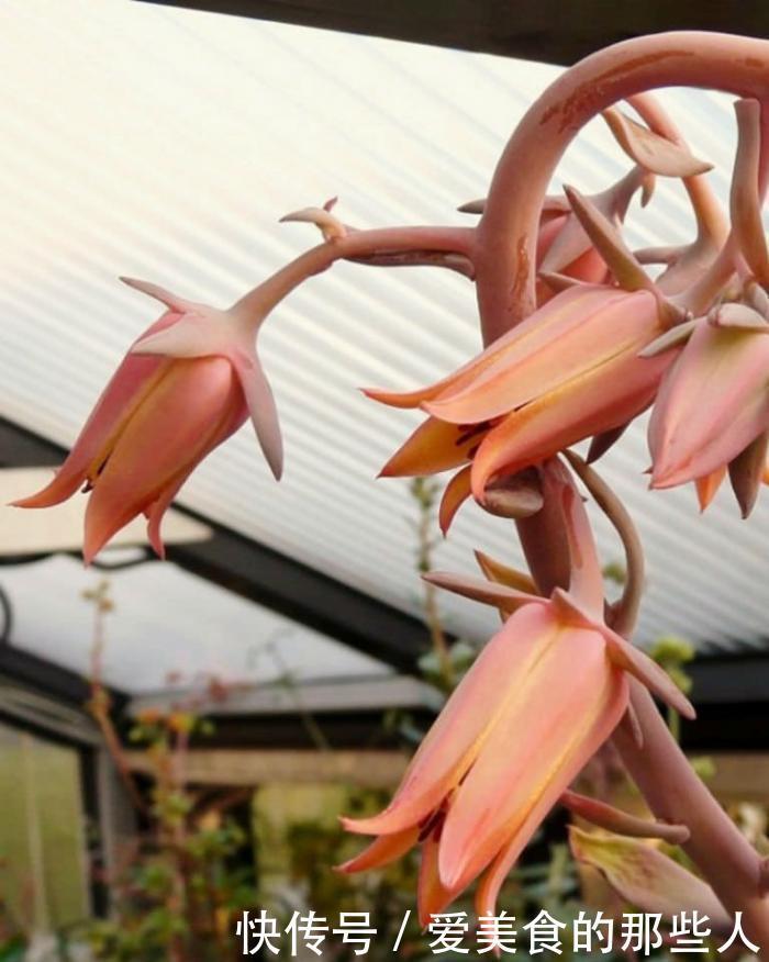 古典风十足的多肉植物,陆游钗头凤中的红酥手,你养过它吗?