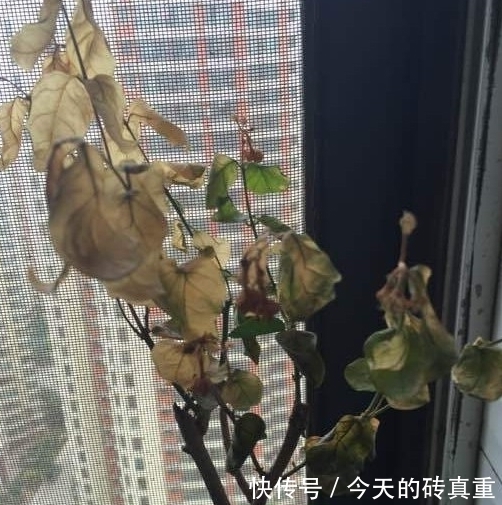 茉莉花黄叶怎么办，找准原因简单一步，叶片绿油油