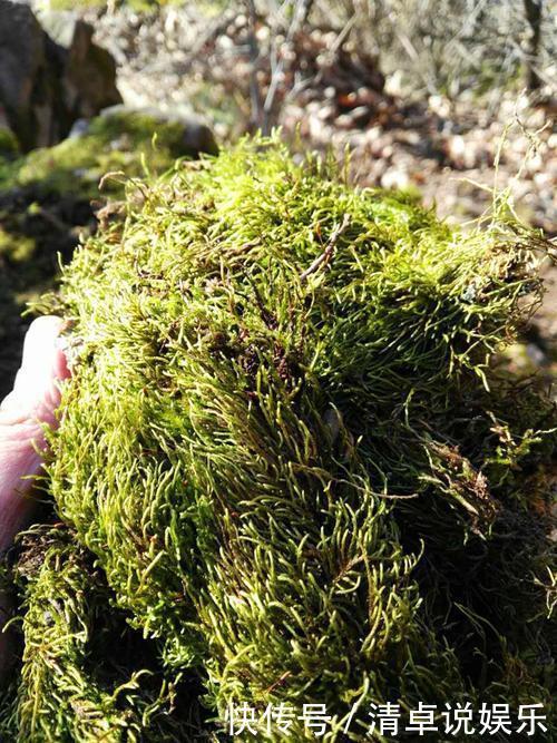 兰花少不了“苔藓”,快铺一层“水苔”,小嫩芽蹭蹭冒太喜人了