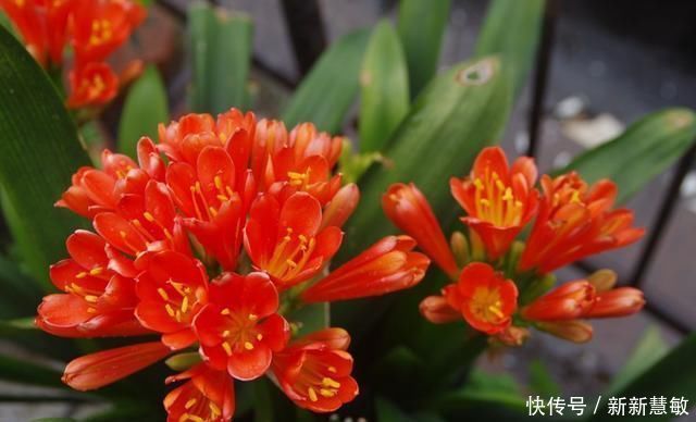 秋季|君子兰夏季“4怕”,避开就能根壮叶绿,秋季“猛”开花