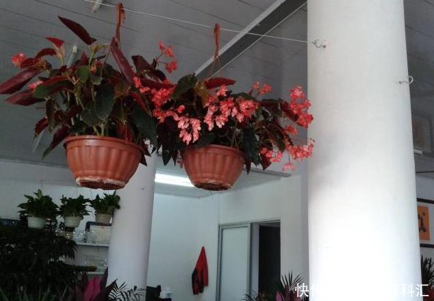 在家浇花,别再用什么淘米水了,直接用“它”浇,比花肥还好用