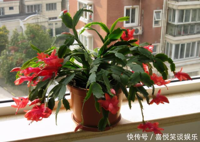 4种花被称为“夏必死”,没有大棚环境,新手春季最好不要买