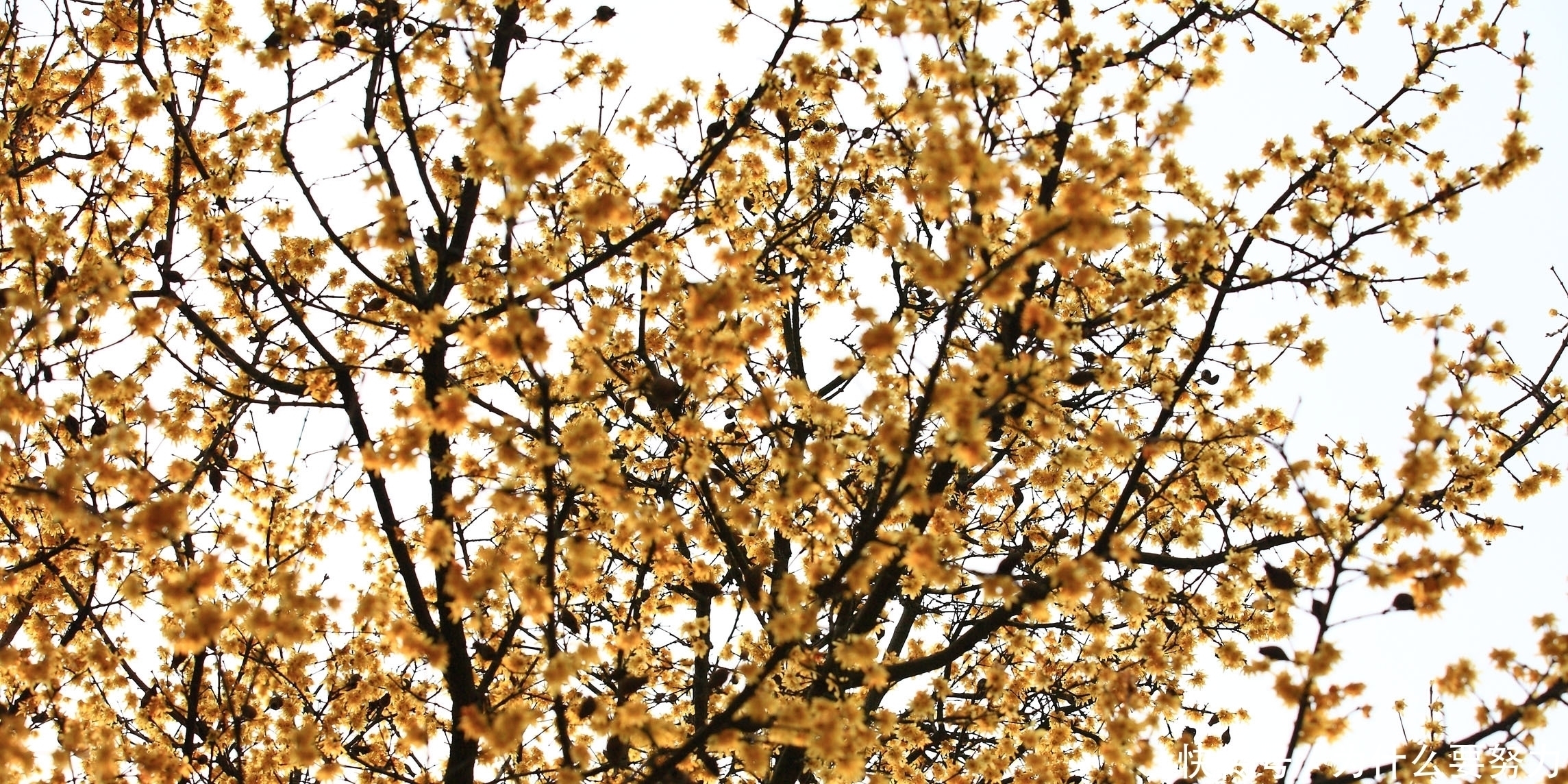 经典|纳兰性德的友情词同样很深情,一首经典的小令,写得也是情意绵绵